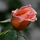 Apricot Rose